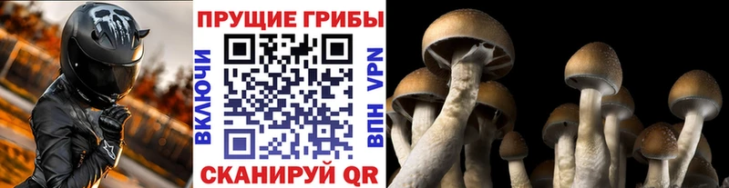 Псилоцибиновые грибы прущие грибы Большой Камень